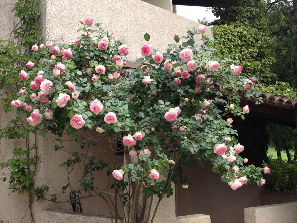 Hotel Lou Caleu Restaurant Le Rocher Des Abeilles Saint-Martin-de-Castillon Exterior foto